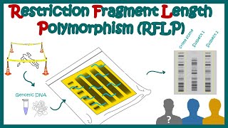 restriction fragment length polymorphism RFLP Principle  applications  limitations [upl. by Duhl]