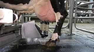 Merlin2G Robotic Milking by AMS Galaxy [upl. by Smith]