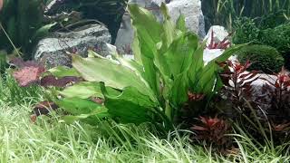 Aquarium grown echinodorus cordifolius [upl. by Ynattirb]