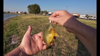 GREENGILL HYBRID BLUEGILL MICRO FISHING [upl. by Katleen560]