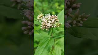 Sadziec konopiasty sadziec konopnica  Eupatorium cannabinum  hempagrimony holy rope [upl. by Nav]