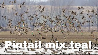 Pintail teal sounds amazing [upl. by Hpsoj502]