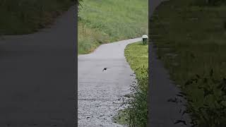 Swallows in slow motion  beautiful birds in slow motion [upl. by Yared327]