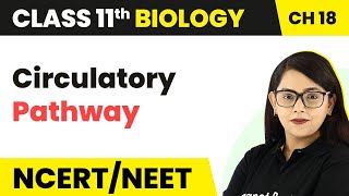 Circulatory Pathway  Body Fluids And Circulation  Class 11 BiologyNEETAIIMS [upl. by Theadora]