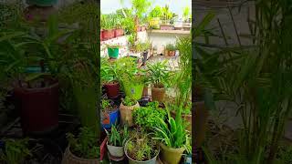 online order plant plant grow mini garden [upl. by Liatnahs]