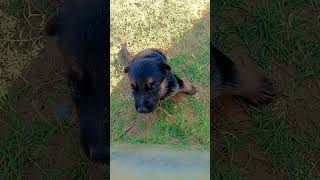 So cute pappy comedy 😍😍😍 puppyentertainment cute doglover puppydog youtubeshorts [upl. by Akinimod]