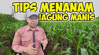 Rekomendasi manajemen penanaman jagung tahap awal  penyuluh pertanian lapangan  vlog pertanian [upl. by Hayott]