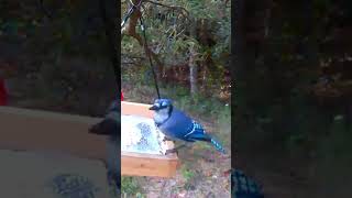 Watching blue jay is really amusing 欣赏冠蓝鸦很疗愈birds nature 鸟类 birdfeeder [upl. by Yevreh452]