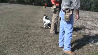 Pheasant Hunt Tower Shoot [upl. by Elleynad]