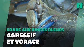 Le crabe aux pinces bleues menace la biodiversité en Occitanie [upl. by Photina]