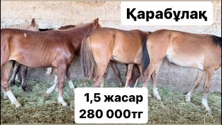 Қарабұлақ мал базары 100724 Жылқы бағасы [upl. by Inal]