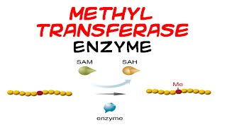 Methyltransferase enzyme [upl. by Chard622]