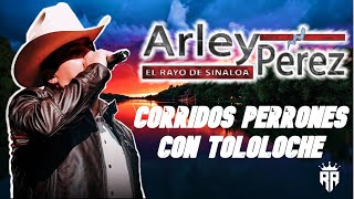 Arley Perez  MIX Corridos con Tololoche quotPerronesquot [upl. by Stead]