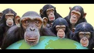 Matrix of Reality Explained  Dogma  The 5 Monkey Experiment [upl. by Odranoel134]