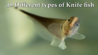 19 Different types of Knife fish [upl. by Perry809]