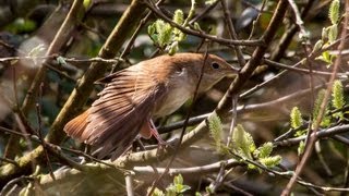 Nightingale Luscinia megarhynchos [upl. by Pettit]