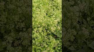 Very useful creepers mikania micrantha naturenature plants naturesgarden shortvideo [upl. by Miki206]