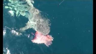 Shark Attacks Nannygai Boatside [upl. by Hsetih]