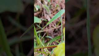 Flying insects resting on leaves [upl. by Dorwin]