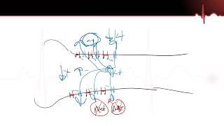 Neurons Part 4  Neuron Action Potential Repolarization AbsoluteRelative Refractory Periods [upl. by Anotyad]