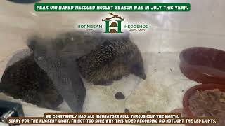 Peak orphaned rescued hoglet season was in July this year  Hornbeam Wood Hedgehog Sanctuary [upl. by Joannes]