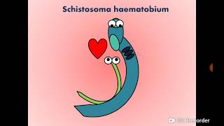 Schistosoma haematobium Blood Fluke  Urinary SchistosomiasisBilharziasis البلهارسيا [upl. by Audrye]