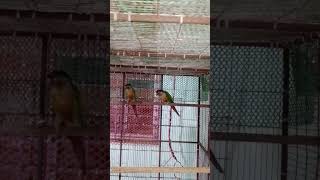 Yellowsided green cheek conure conure [upl. by Heindrick]