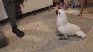 Funny Cockatoo Compilation  feat Chief The Cockatoo [upl. by Ramahs53]