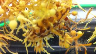 Sargassum Fish [upl. by Norford984]