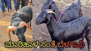 marihal Goat market in Karnataka cheep livestock market in belagavi [upl. by Ateuqram902]