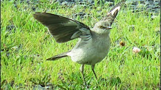 Northern Mockingbird  Song and behavior [upl. by Jotham705]