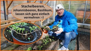 Stachelbeeren Johannisbeeren einfach vermehren Stecklinge [upl. by Htenek]