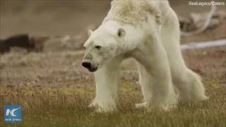 Heartbreaking footage shows a starving polar bear struggling to walk on iceless land [upl. by Anaihr465]