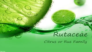 Rutaceae family plants characteristics 2020 Citrus Family [upl. by Eustace712]