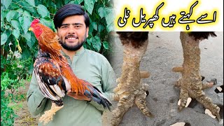 Khaprail Nali Aseel  Amroha Aseel Murga  Jani Aseel Wala  Pet Vlog [upl. by Gale95]