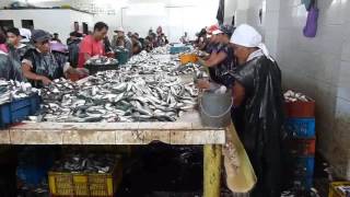 Picadores de sardinas en Guaca municipio Bermúdez estado Sucre Venezuela [upl. by Laniger]