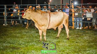 Toros en el Cumpleaños de Christian Vergara y Finca Dos Buitres en El Marañón de Soná 13 de enero [upl. by Yrot]