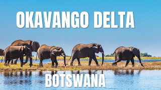 Okavango Delta Africa’s Hidden Oasis of Life and Wonder [upl. by Casilde97]