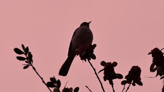 Rio the Mockingbird Enjoys a Pink Sunset Rain 🐦🌦️🌅 [upl. by Leirda852]