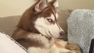 Get a Husky they said It will be fun🤣 [upl. by Odelet]