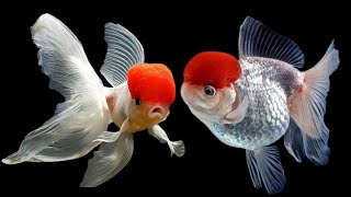 Redcap Oranda Goldfish Breeding pair  গোল্ডফিশ রেডক্যাপ প্রজননডিম পাড়ার আগের মুহূর্তে [upl. by Lacsap12]