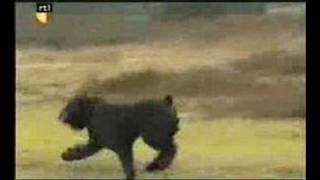 Bouvier des Flandres Dier en Zo TV [upl. by Ahsiuq785]