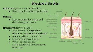 Integumentary System Lecture CHAPTER 5 [upl. by Ruyle]