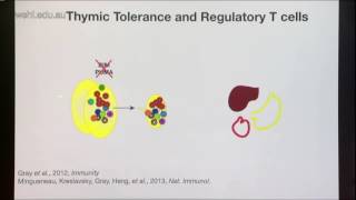 Gray D 2017 The Janusface of immunological tolerance and cancer immunity [upl. by Ellenohs]