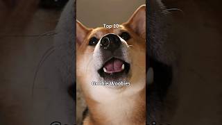 Top 10 Goobie Woobies extremely scary dog shiba [upl. by Leventis60]