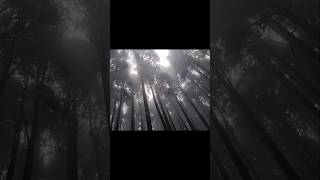 Most Scary but Beautiful Place of Darjeeling  Lepchajagat minivlog travel vlog nature shorts [upl. by Levin]