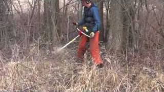 Common buckthorn control [upl. by Arielle250]