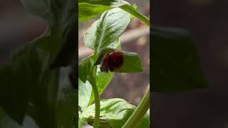 Lady bird on basil plant🌿 whoever sent that spell work is giving you all luck and prosperity back😂 [upl. by Scarito]