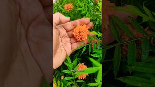 Marigold💐💐💐💐 song love lovesong music mou flower merigold MousumisCookVlog [upl. by Yasui]