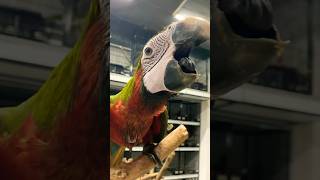 Macaw❤️💚 macawbird macaw macawparrots trendingshorts shorts viralparrot macaws birds home [upl. by Amliw]